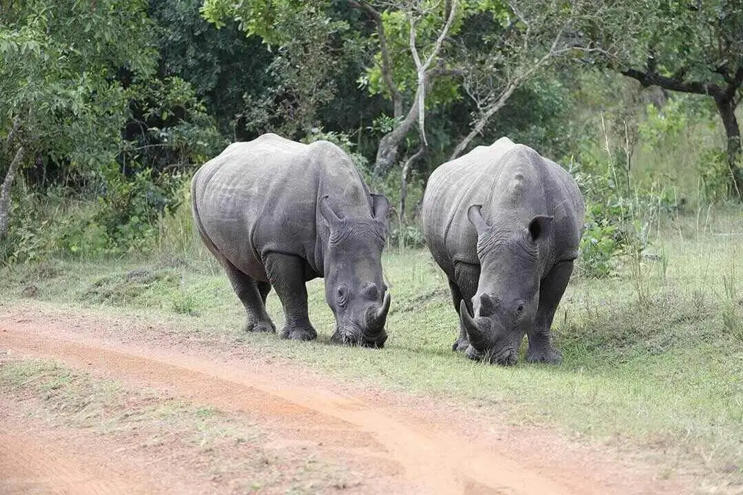 white rhinos